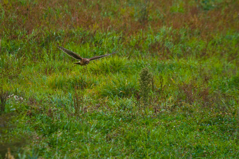 Northern Harrier In Flight